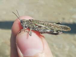 Epacromius pulverulentus (Fischer von Waldheim 1846) resmi