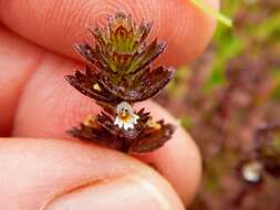 Image of Hudson Bay eyebright