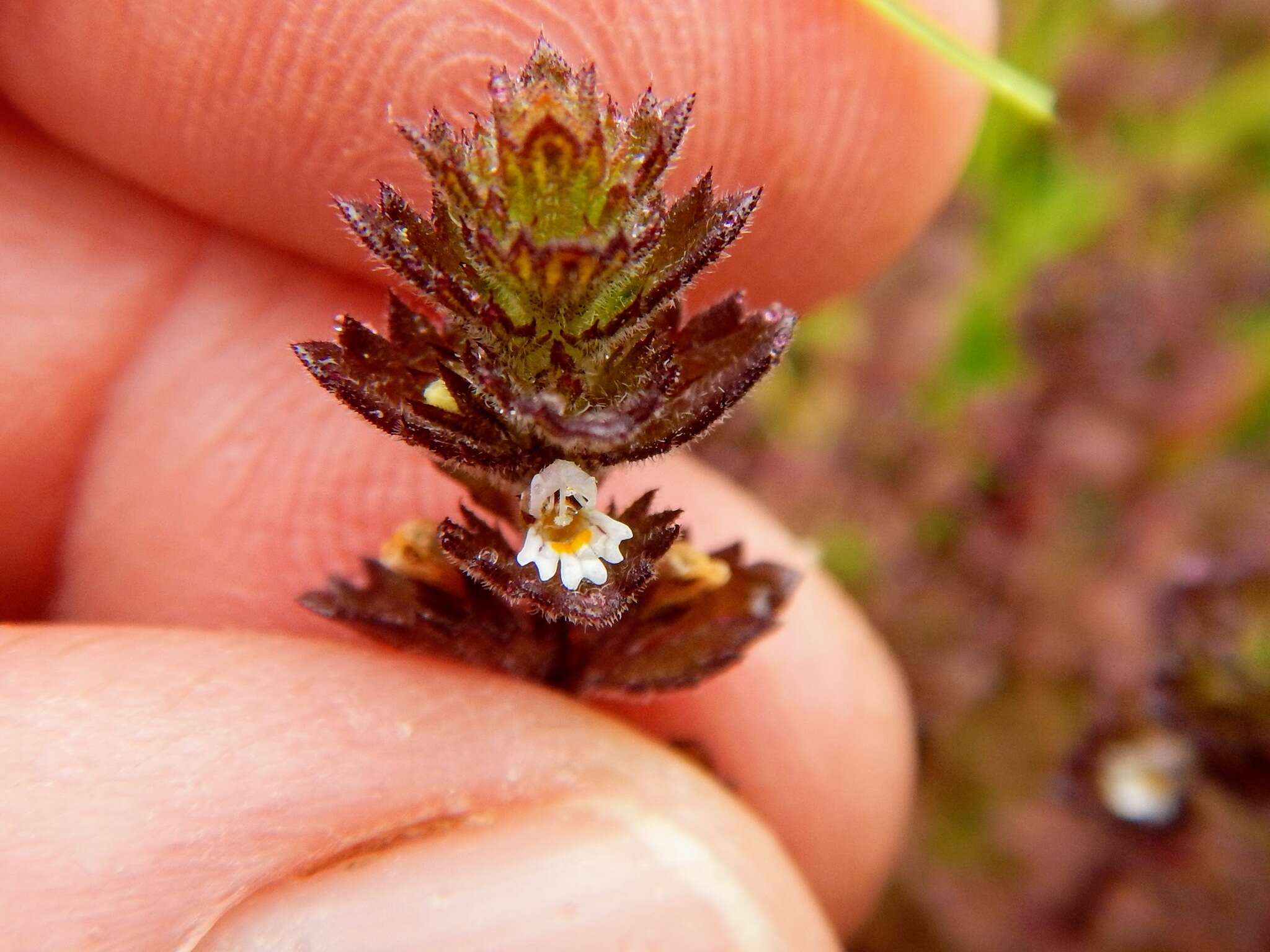 Image of Hudson Bay eyebright