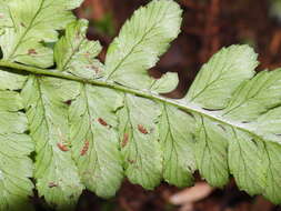 Plancia ëd Athyrium arisanense (Hayata) Tag.