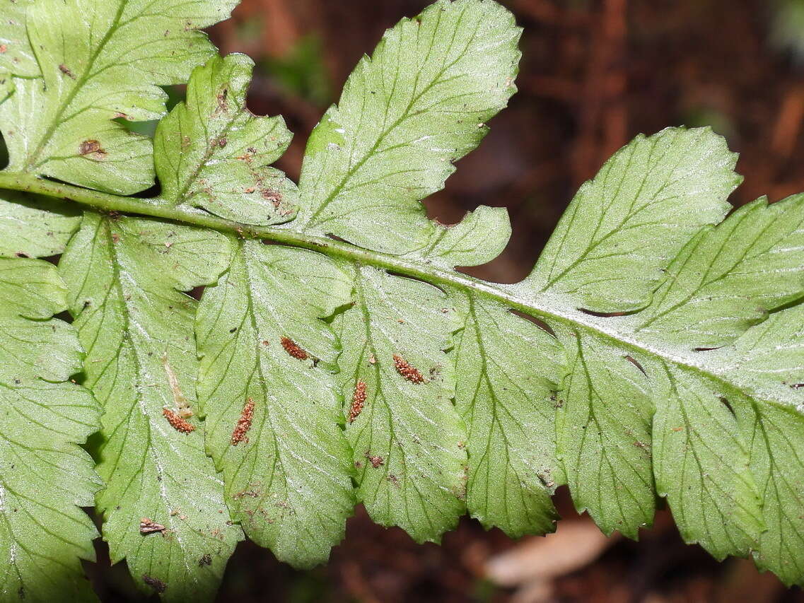 Plancia ëd Athyrium arisanense (Hayata) Tag.