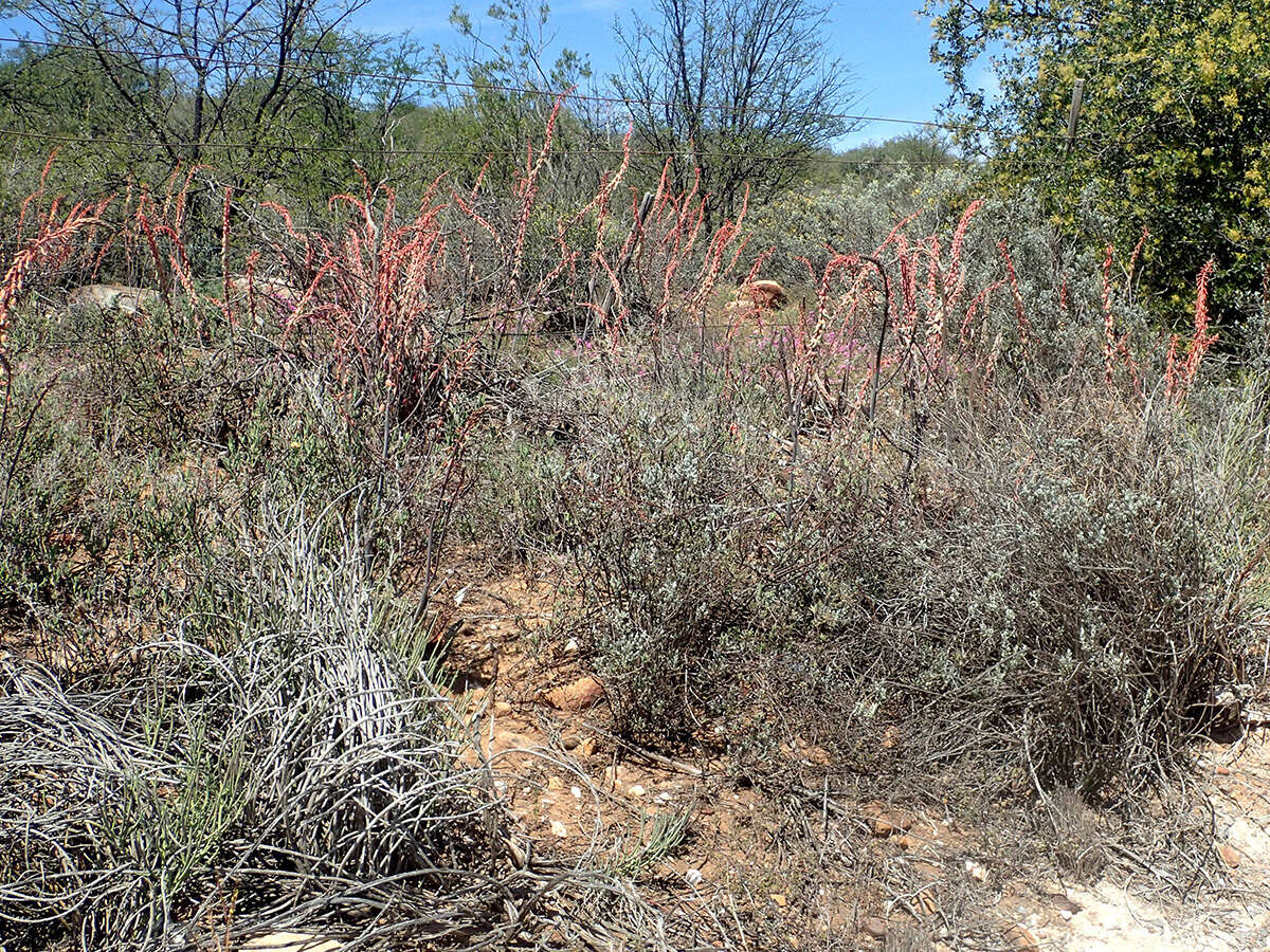 Image of Gasteria brachyphylla (Salm-Dyck) van Jaarsv.