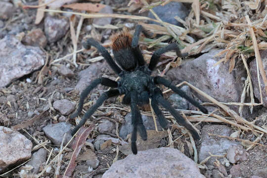 Image of Aphonopelma madera Hamilton, Hendrixson & Bond 2016