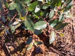 Image of Eucalyptus blaxlandii Maiden & Cambage