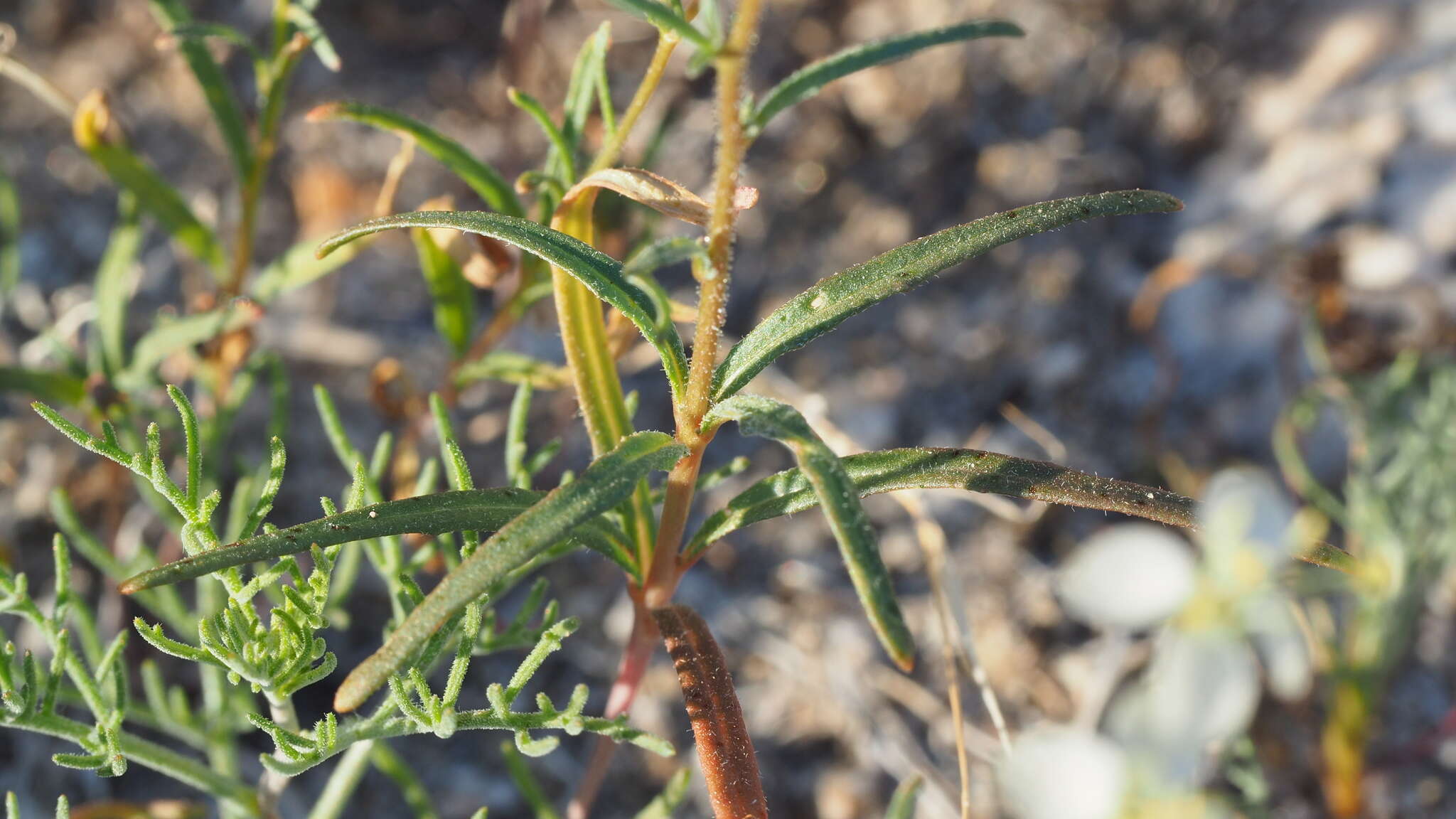 Image of narrowleaf suncup