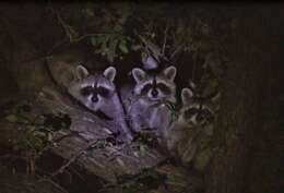 Image of raccoons