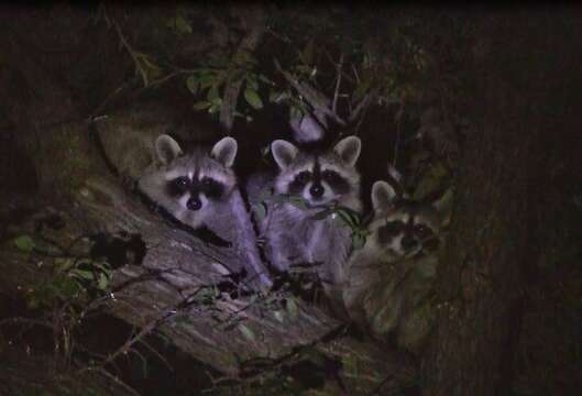 Image of raccoons