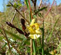 Image of partridge pea