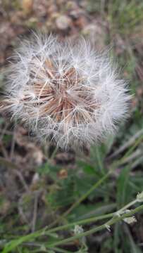 Image of Crepis albida Vill.