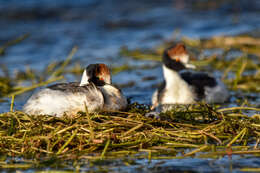 Image of Hooded Grebe