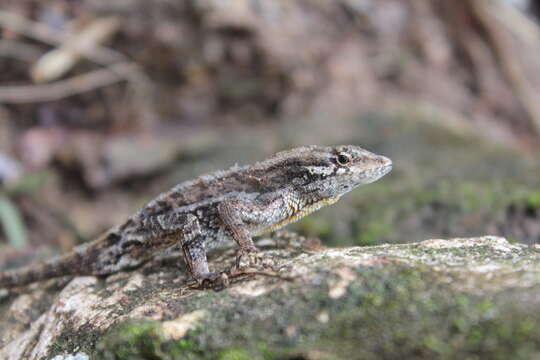 Image of Anolis caceresae Hofmann & Townsend 2018