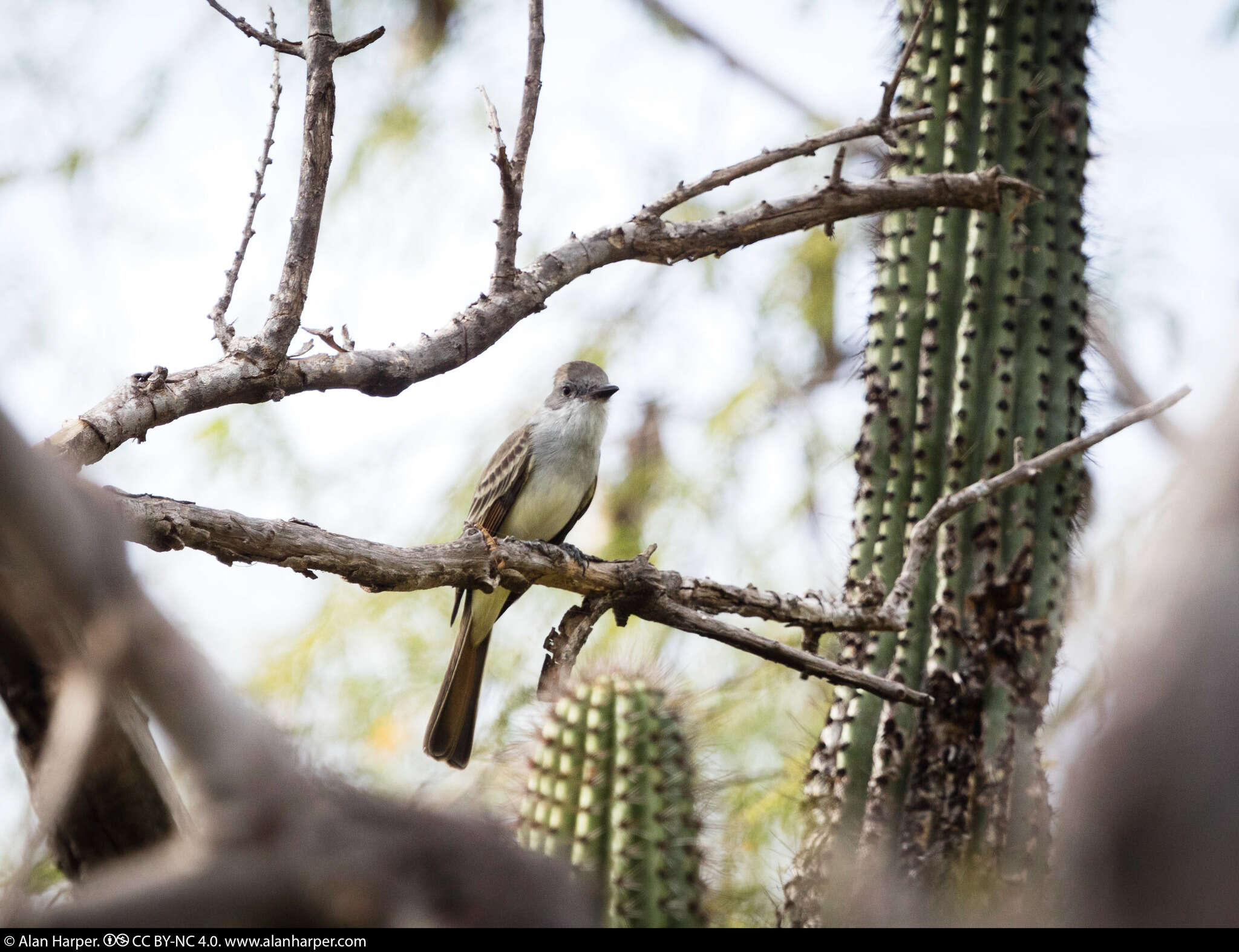 Image of Ash-throated Flycatcher