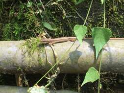 Image of Kuhne’s Grass Lizard