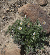 Anemone drummondii S. Wats. resmi