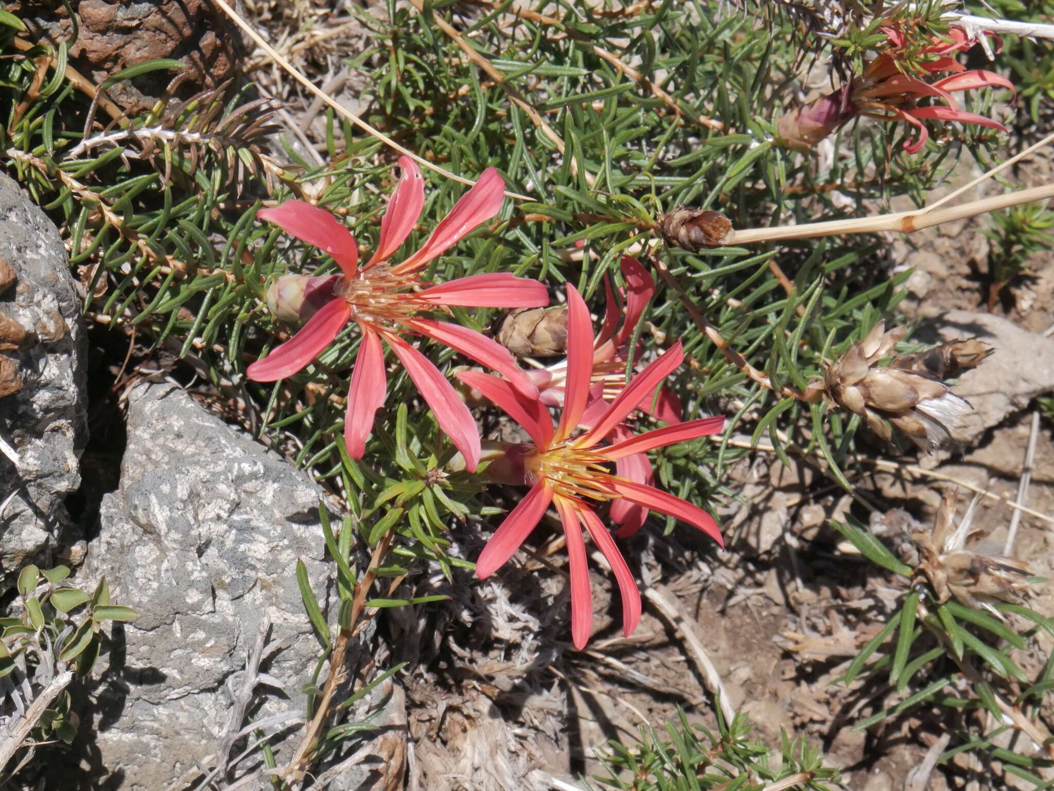 Image de Mutisia subulata Ruiz & Pav.