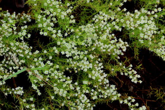 Image of Selago densiflora Rolfe ex Schinz