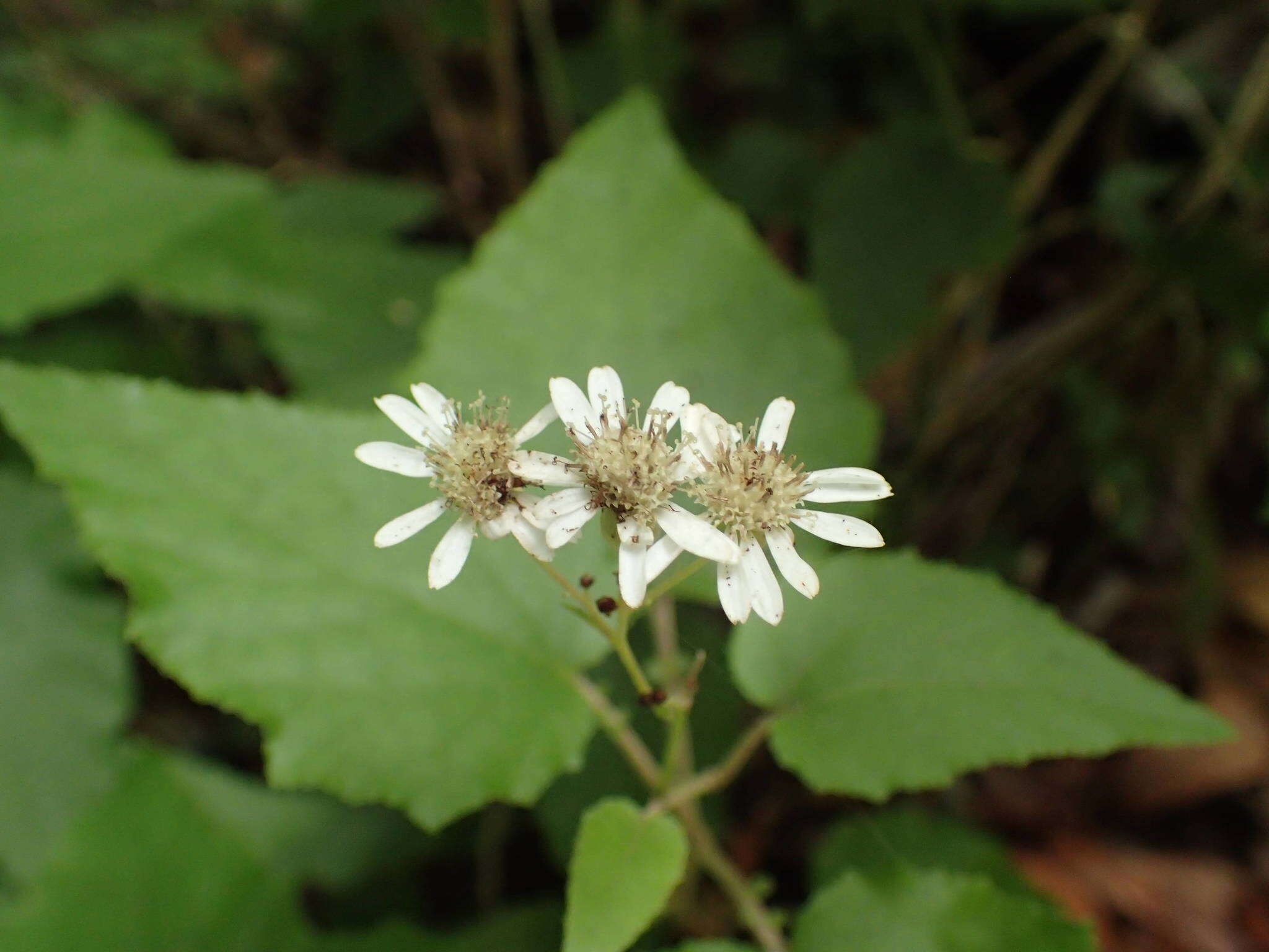 Image de Pericallis appendiculata (L. fil.) B. Nord.