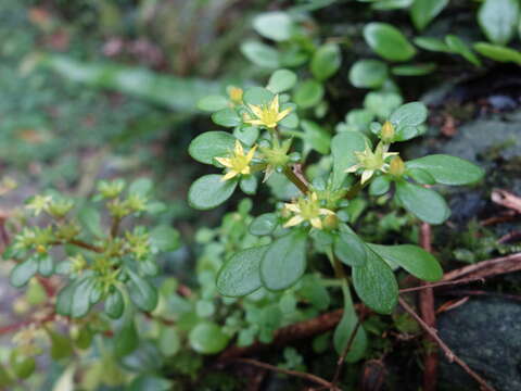 Image of Sedum actinocarpum Yamam.