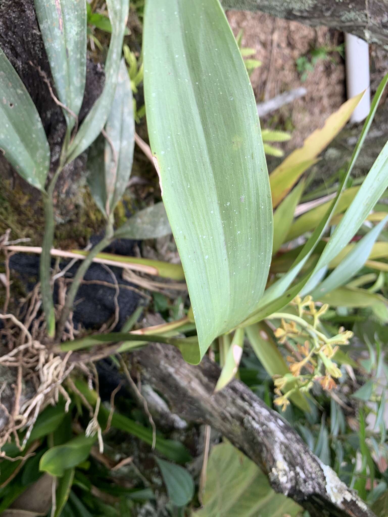 Image of Prosthechea crassilabia (Poepp. & Endl.) Carnevali & I. Ramírez