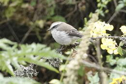 Ochthoeca leucophrys (d'Orbigny & Lafresnaye 1837)的圖片