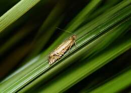 Image of Glyphipterix scintilella Walker 1864