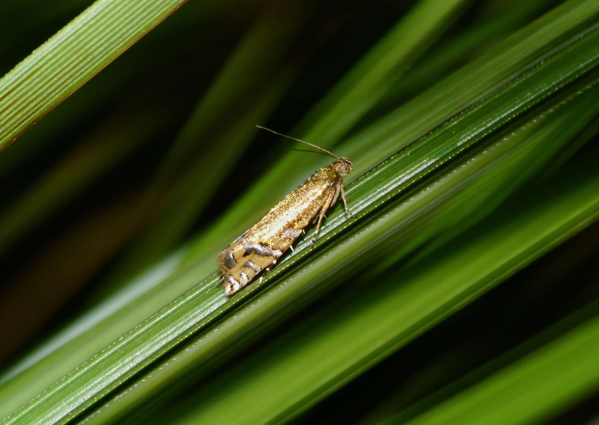 Слика од Glyphipterix scintilella Walker 1864