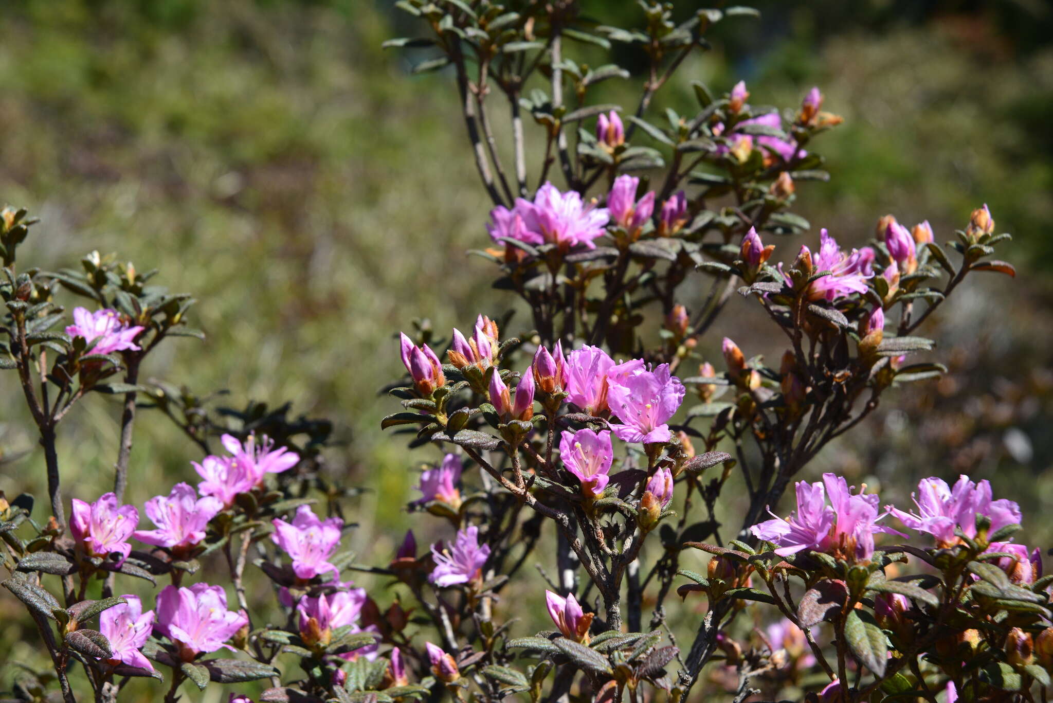 Image of Rhododendron rubropilosum var. taiwanalpinum (Ohwi) S. S. Ying