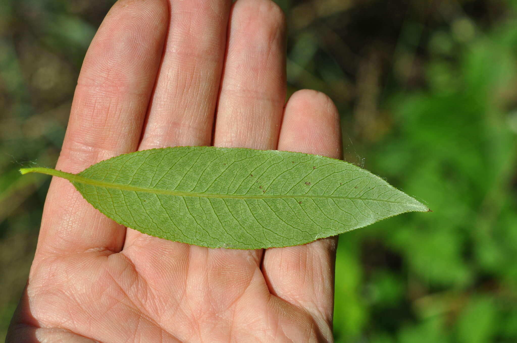 Image of Bay Willow