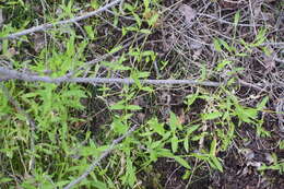 Image of boreal starwort