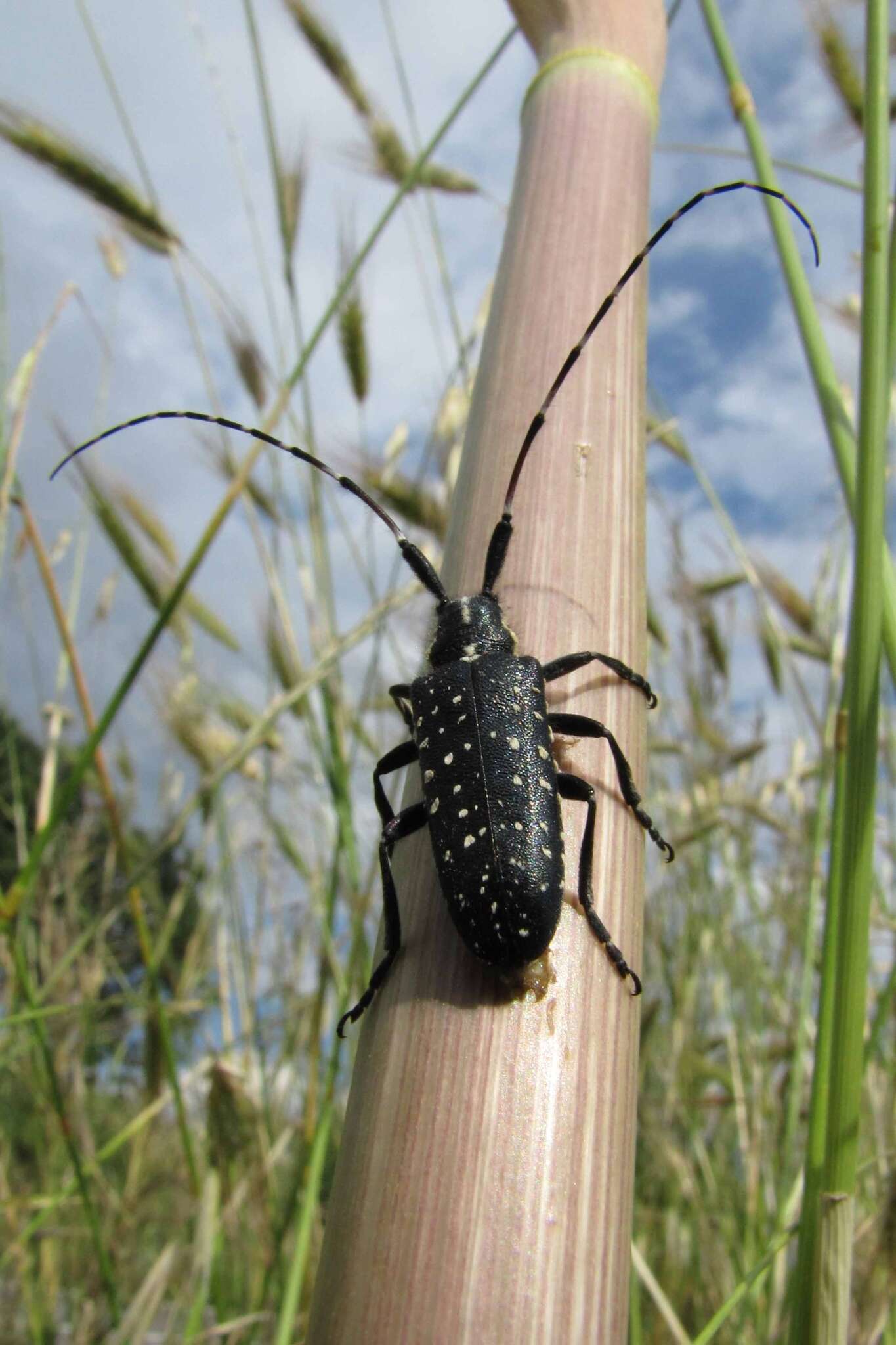 Image of Agapanthia (Epoptes) irrorata (Fabricius 1787)