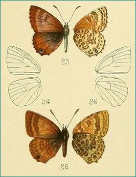 Image of <i>Harpendyreus reginaldi</i> Heron 1909