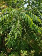 Image of curryleaftree