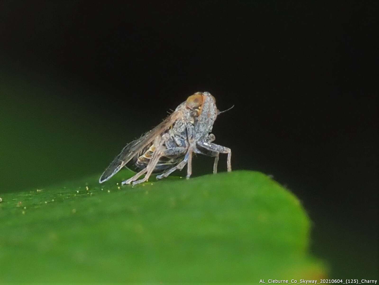 Image of Melanoliarus humilis (Say 1830)