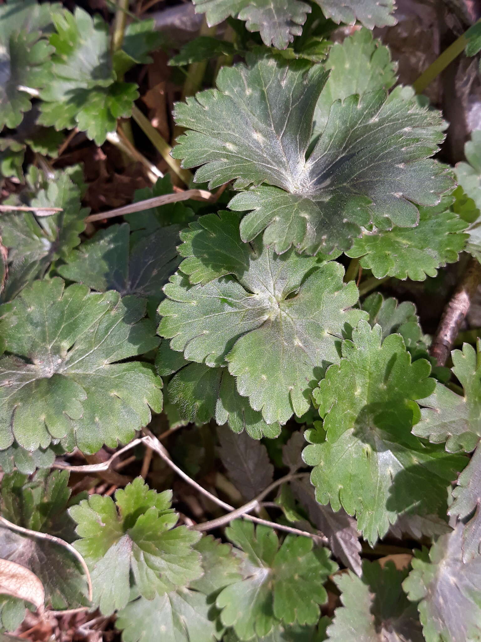 Image of Ranunculus franchetii H. Boissieu