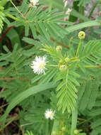 Image of Illinois bundleflower