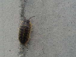 Armadillidium versicolor Stein 1859 resmi