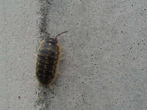 Image of Armadillidium versicolor Stein 1859