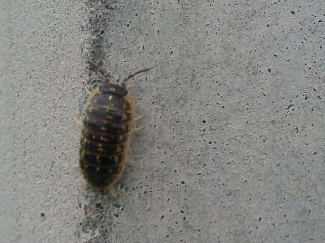 Armadillidium versicolor Stein 1859 resmi