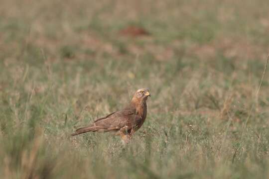 Image of Grasshopper Buzzard