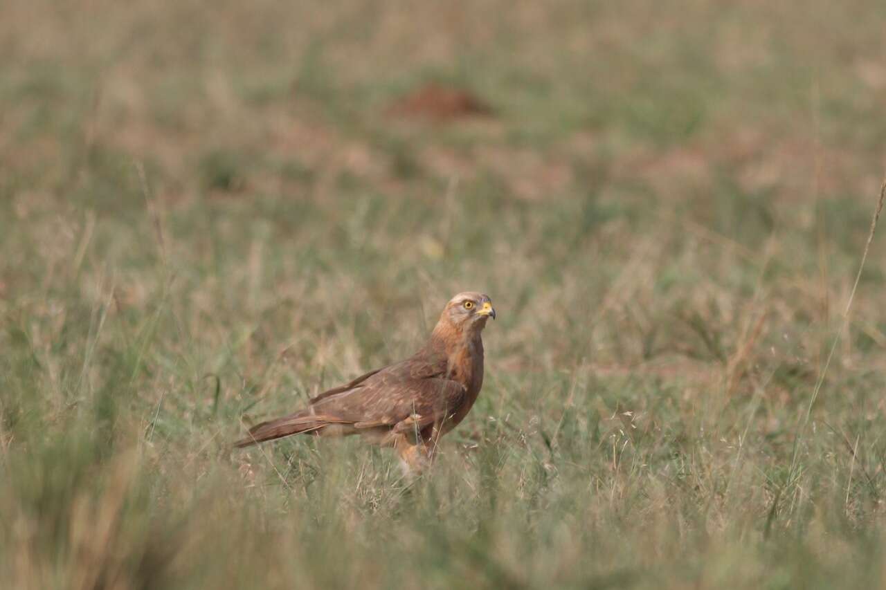 Image of Grasshopper Buzzard