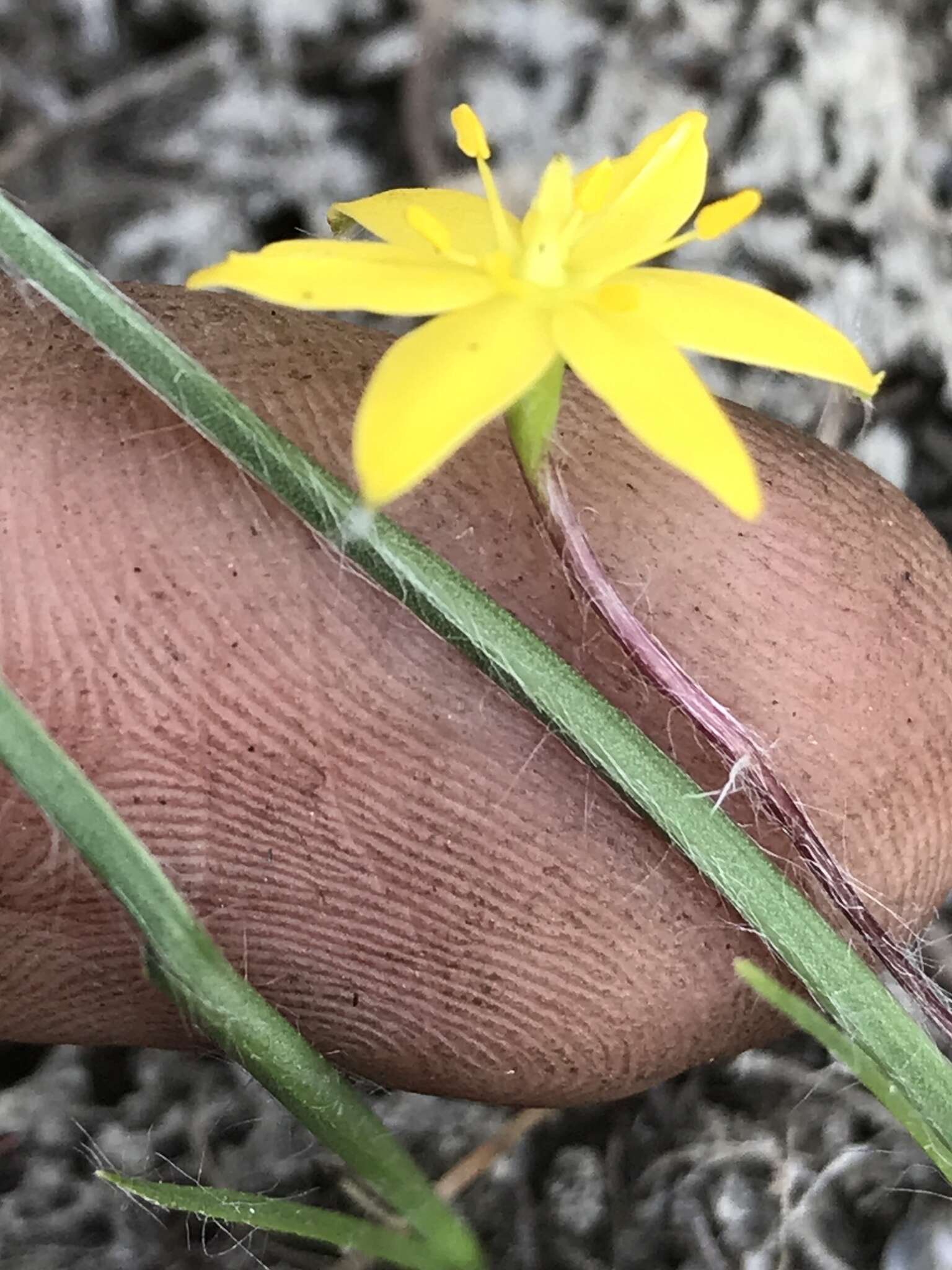 Image of Bristle-Seed Yellow Star-Grass