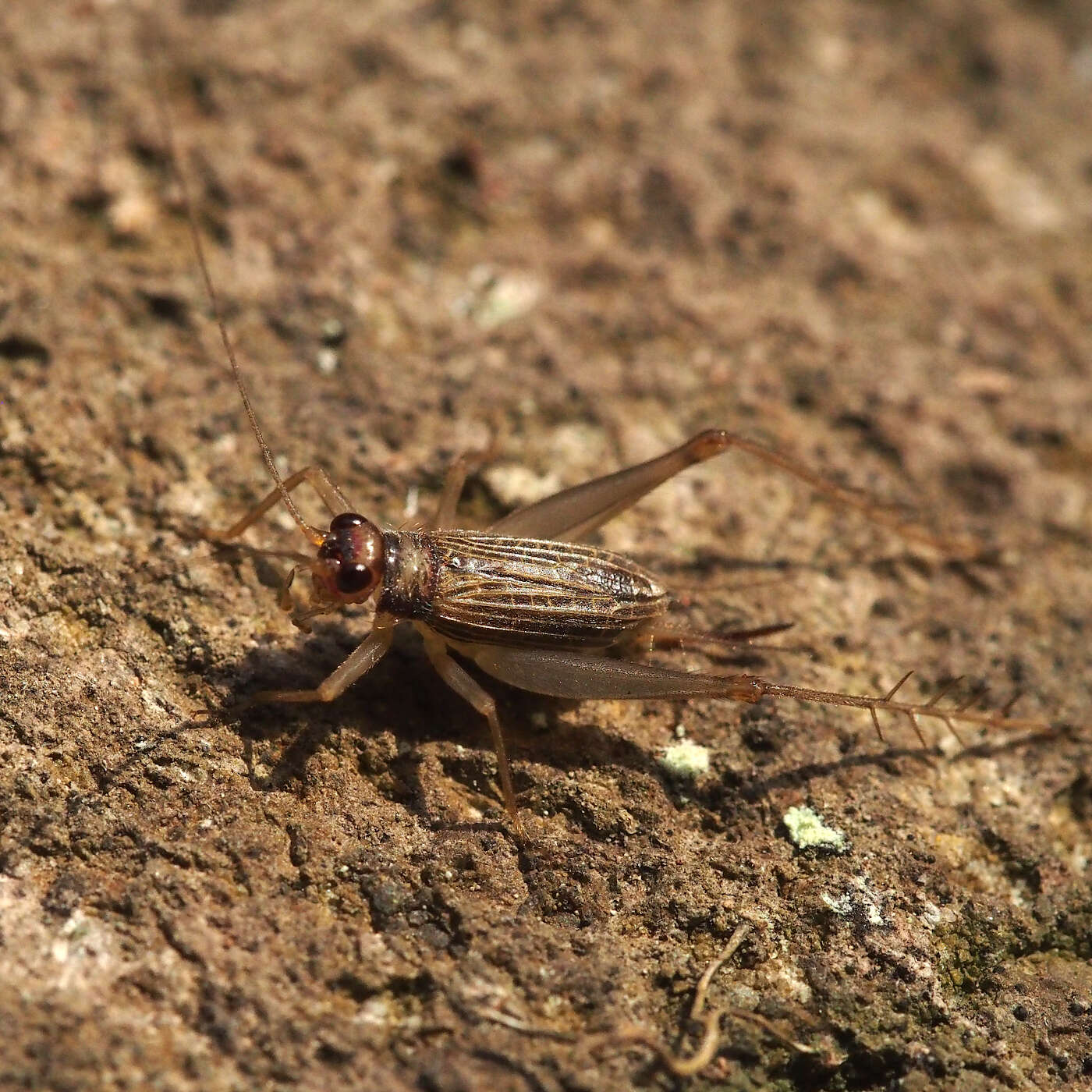 Image of Amusurgus (Usgmona) genji (Furukawa 1970)