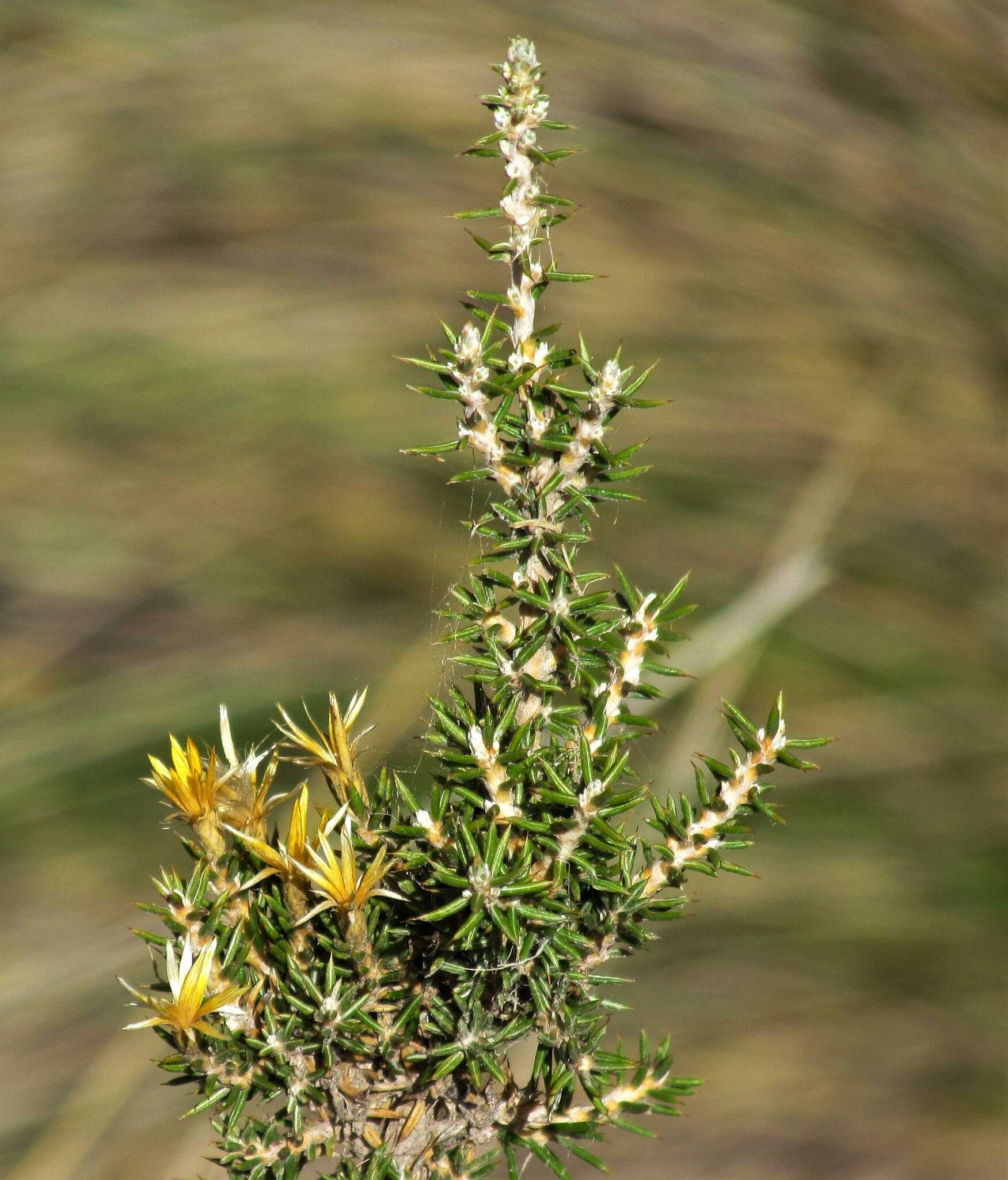 Image of Chuquiraga erinacea D. Don