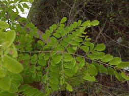 Image of Moringa concanensis Nimmo