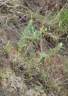 Image of Linum monogynum var. chathamicum Cockayne