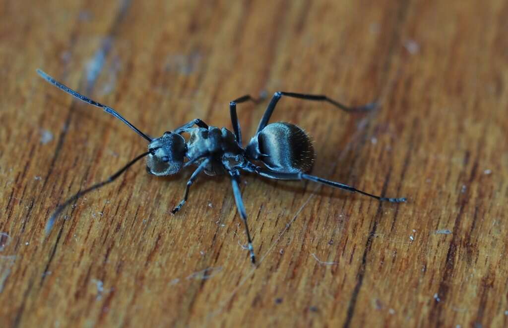 Image of Polyrhachis foreli Kohout 1989