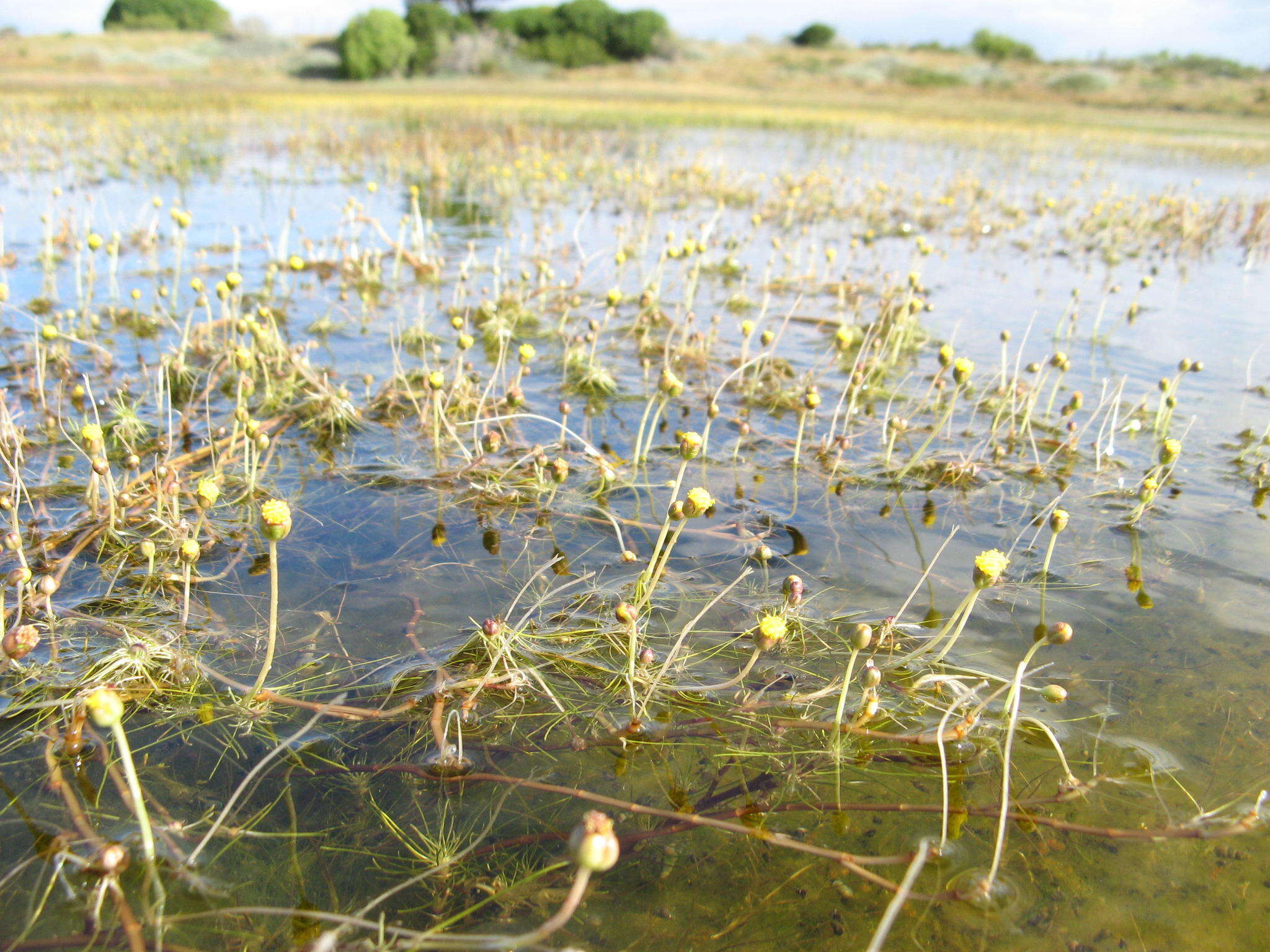 Image de Cotula myriophylloides Hook.