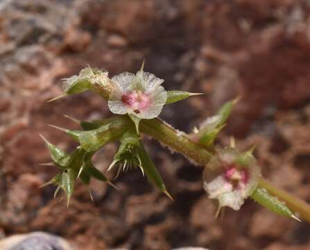 Image of barbwire Russian thistle