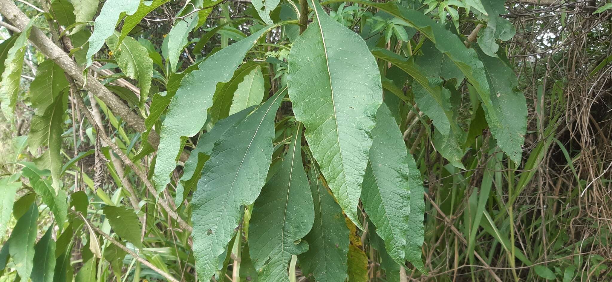 Image de Verbesina guatemalensis B. L. Rob. & Greenm.