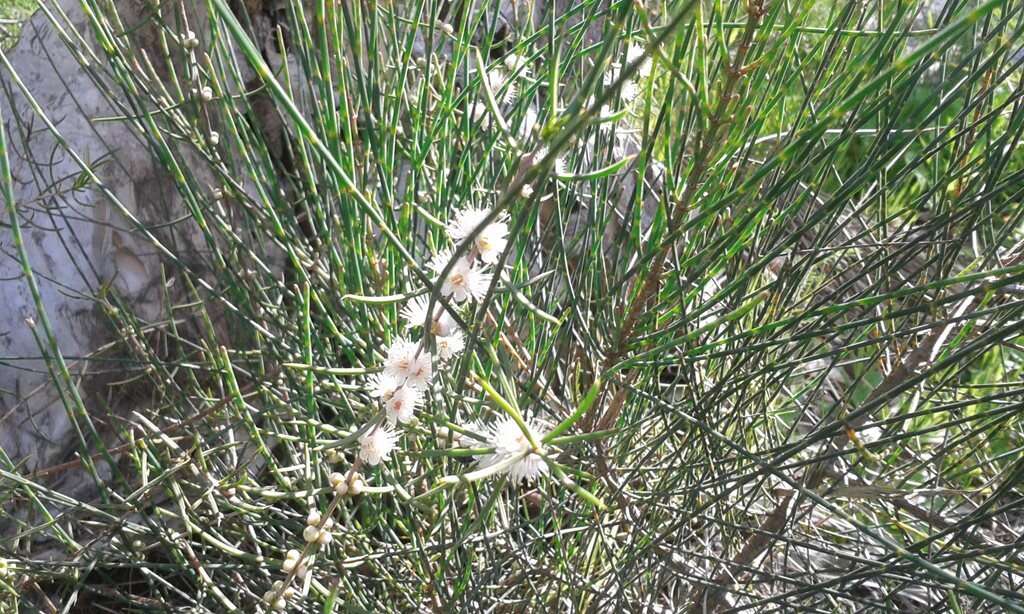 Hypocalymma angustifolium Schau. resmi